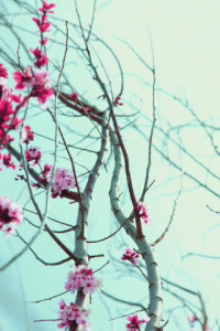 Spring Love Beauty - Backgrounds for Twitter and iPhone