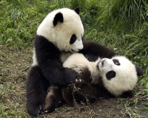 Beautiful Panda - Wild Animals Wallpapers