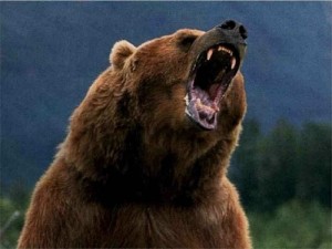Yawning Bear - Wild Animals Wallpapers