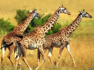 Amazing Giraffes - Wild Animals Wallpapers