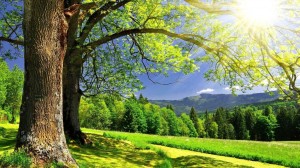 Sunny summer countryside - Summer Wallpapers
