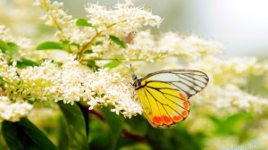 Nature's beauty, butterfly on flower - Summer Wallpapers