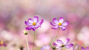 Summer flower, lavender flower - Summer Wallpapers