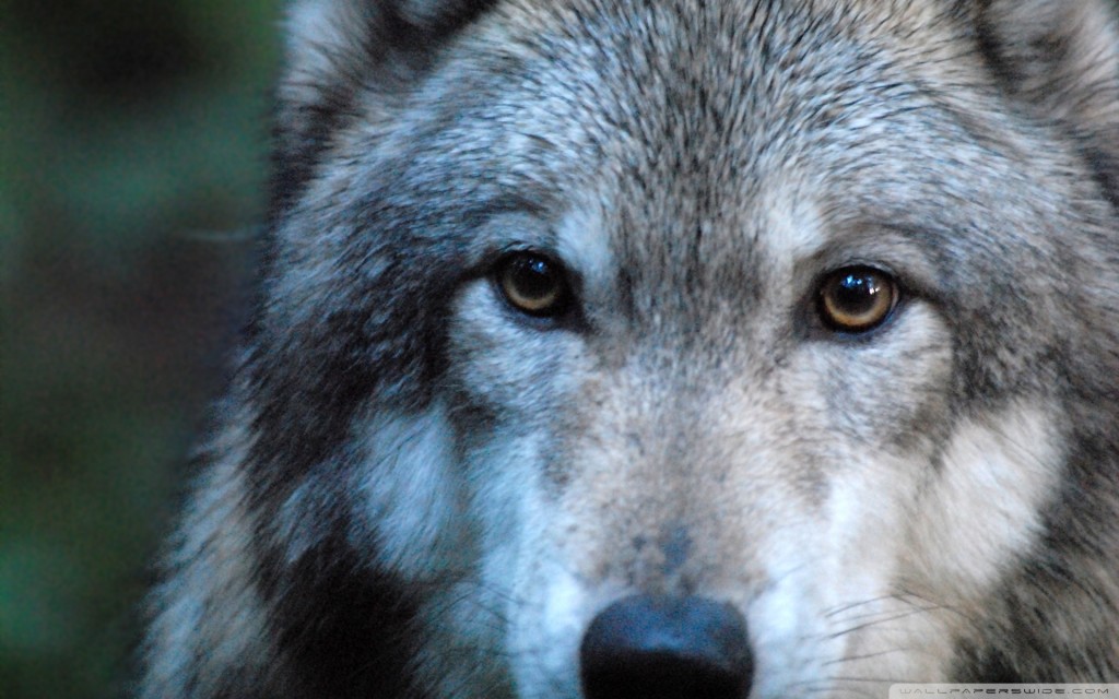Eyes wolf picture