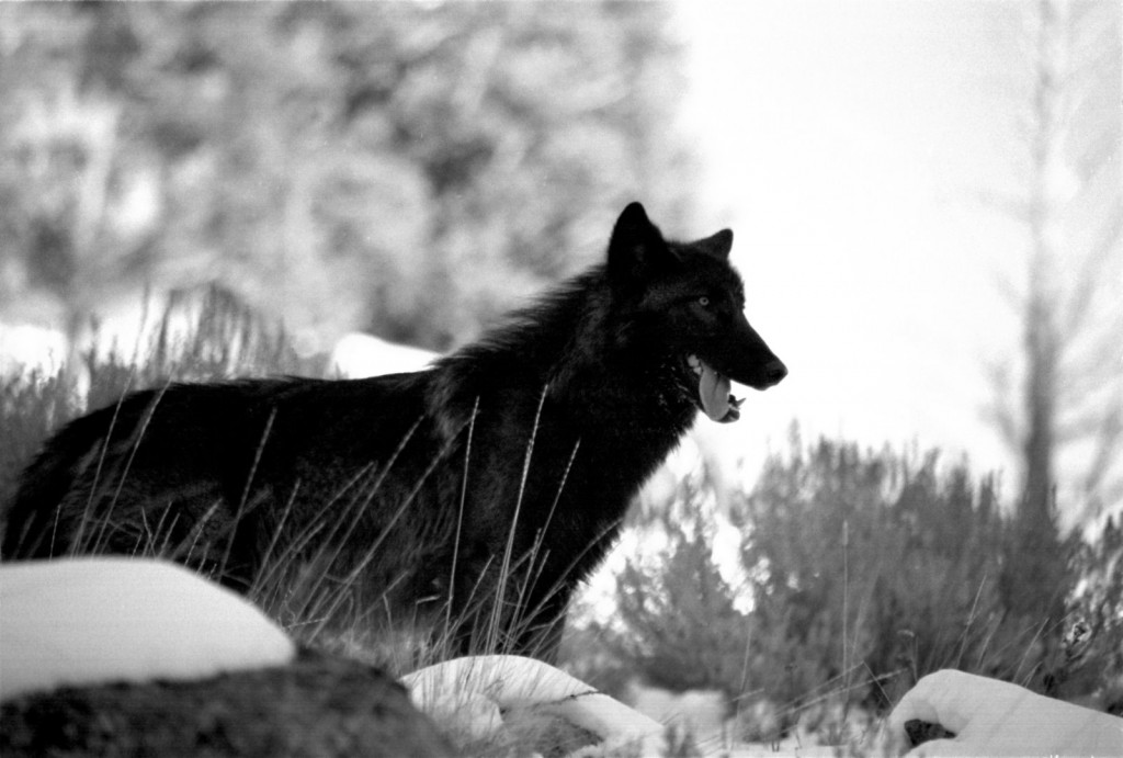 Black Wolf wolf picture