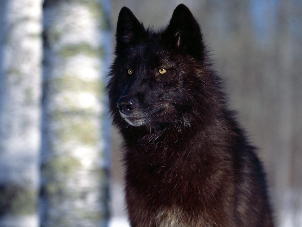 Wolf Image wolf picture