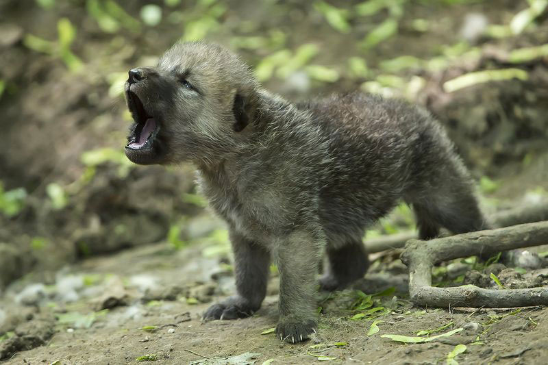 Baby Wolf wolf picture
