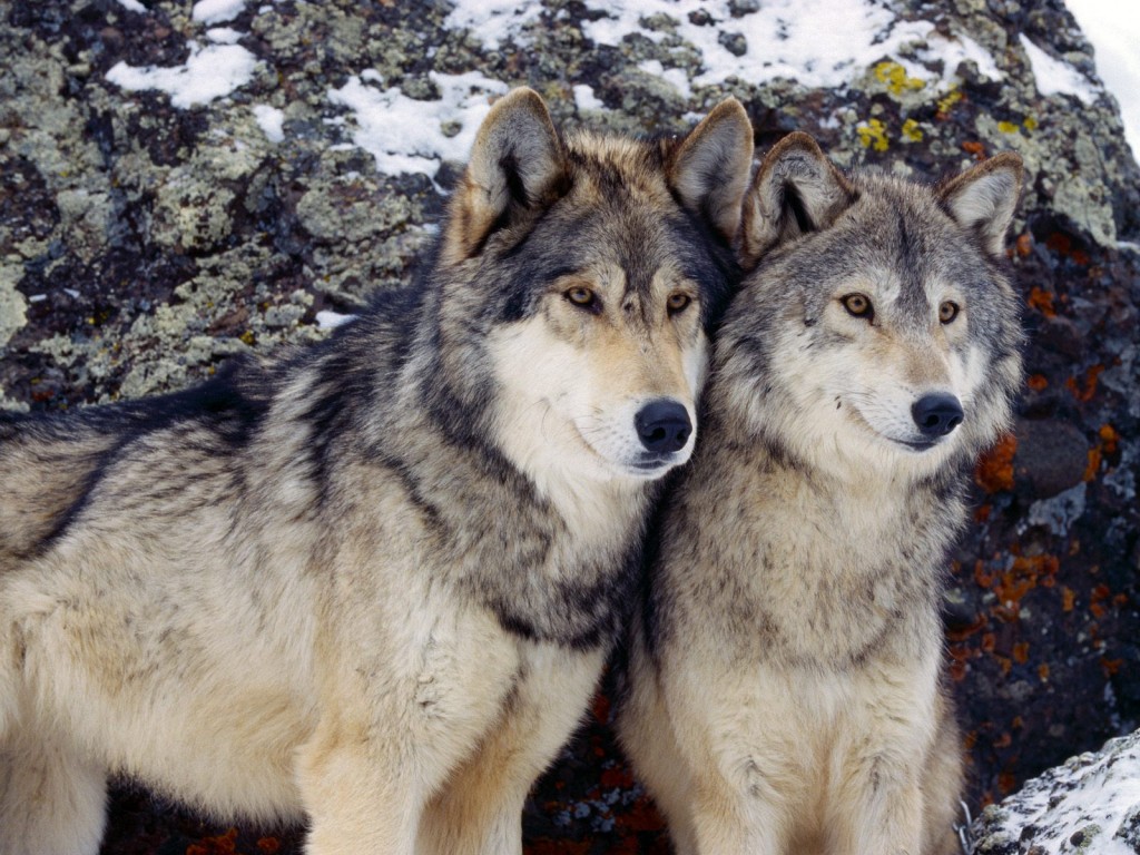 Together wolf pictures