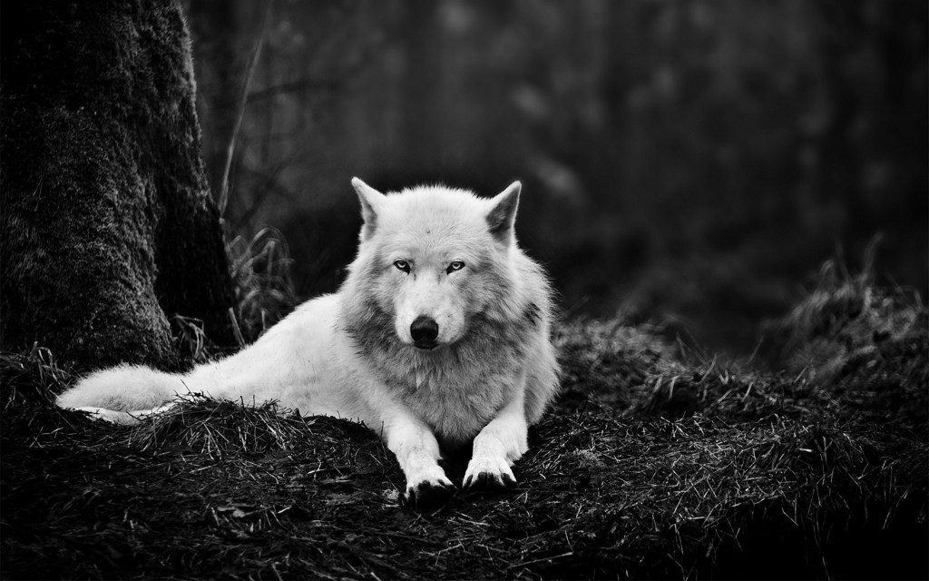 Dark wolf images