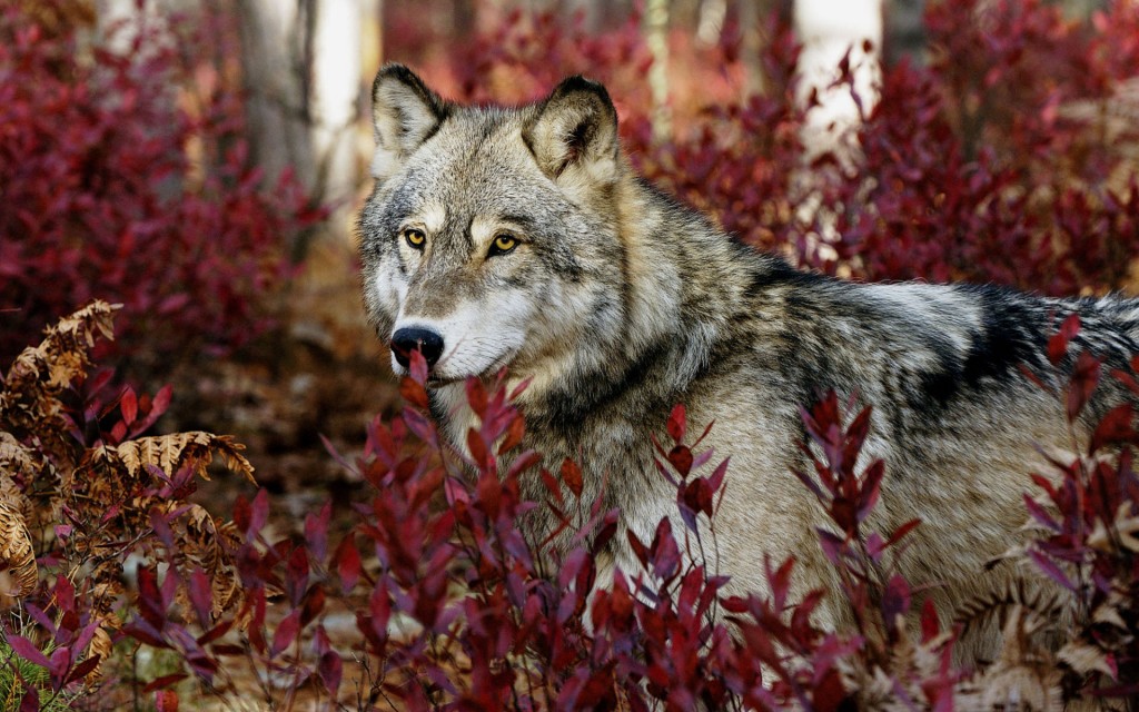 Colorful wolf images