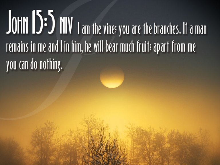 I am the vine; you are the branches spiritual inspirational quotes