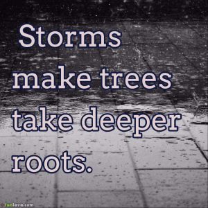 storms-make-trees-take-deeper-roots